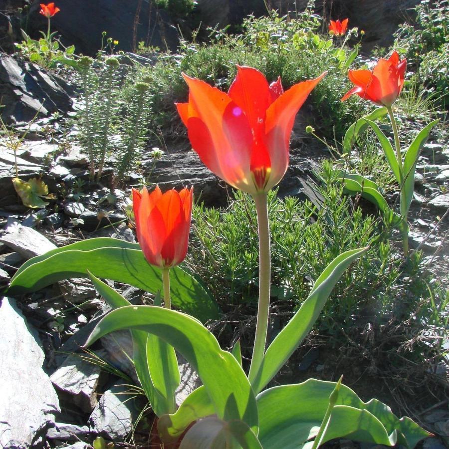Hayat Guesthouse Nuratau Mountains Yukary-Ukhum Екстер'єр фото
